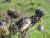 artichoke flower closeup.jpg (108736 bytes)