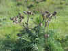 artichoke flowers.jpg (121058 bytes)