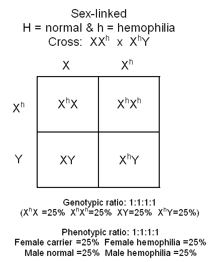 Genotype Punnett Square