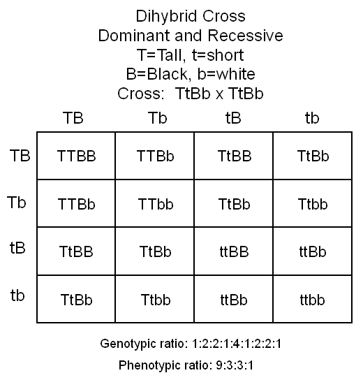 Genetic Crosses and Punnet Squares on SBI3U - Grade 11 ...