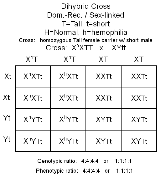 Dihybrid Punnett Square Punnett Square Definition Types And Examples