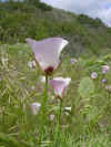 catalina mariposa lily closeup flower side.jpg (84805 bytes)