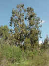 eucalyptus tree.jpg (83980 bytes)