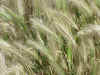 grass closeup.jpg (97179 bytes)
