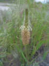 plantain flower.jpg (63110 bytes)