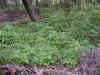 poison oak.jpg (62087 bytes)
