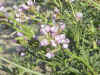 purple flower2.jpg (75329 bytes)