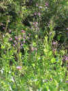 purple flower3.jpg (138107 bytes)