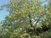 sycamore tree.jpg (130471 bytes)