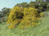 tree yellow flower.jpg (101199 bytes)