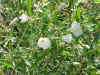 vine white flower closeup.jpg (102305 bytes)