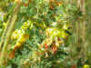 yellow red flower closeup2.jpg (60541 bytes)